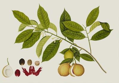 The image shows a botanical illustration of a nutmeg plant with leaves, flowers, seeds, and the mace aril.